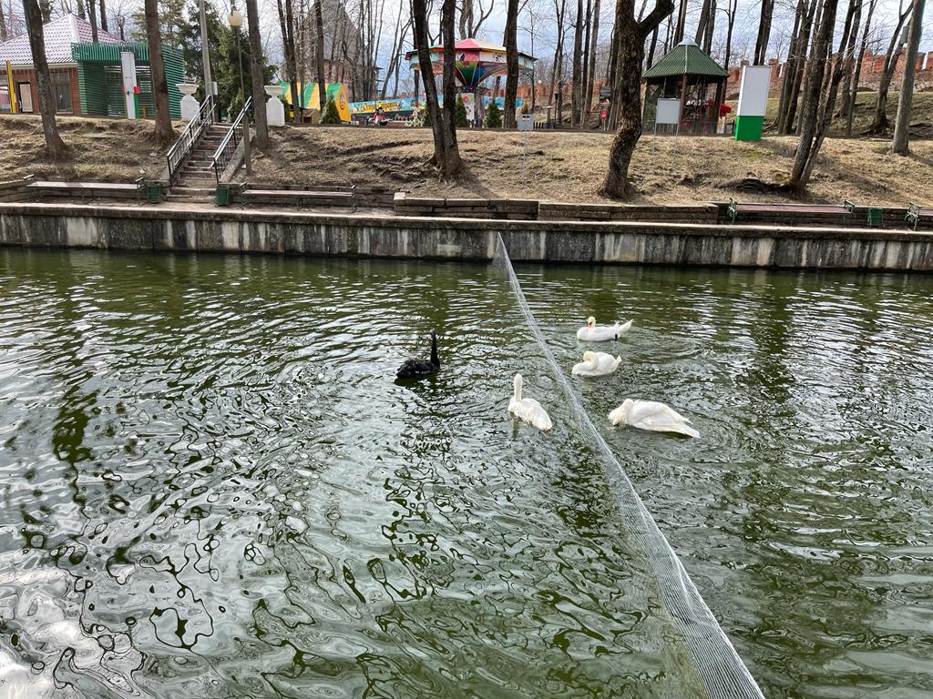 В пруд Лопатинского сада вернулись лебеди