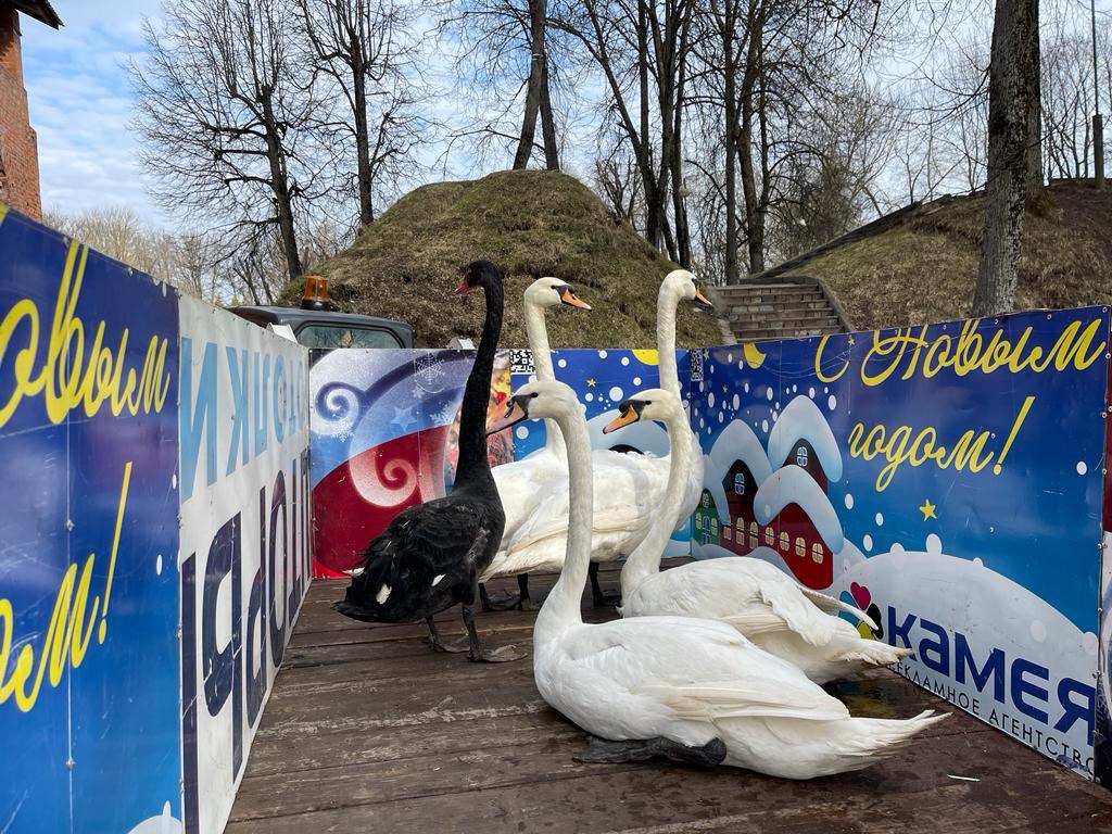 Лебеди возвращаются в пруд парка после зимовки