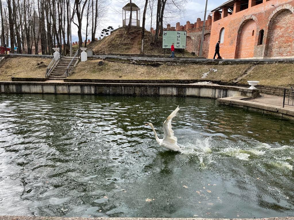 В пруд Лопатинского сада вернулись лебеди